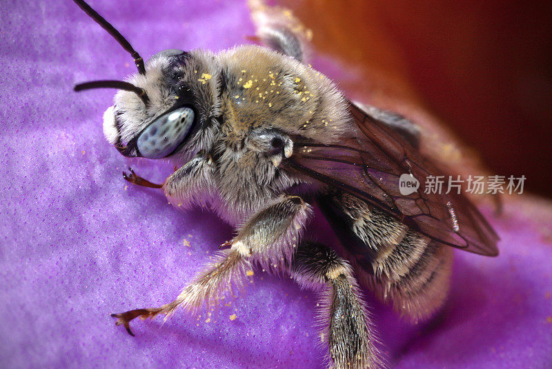 烟囱蜜蜂;又名，向日葵蜂(Diadasia sp.)在皇家喇叭藤花上(ditictis riversii)